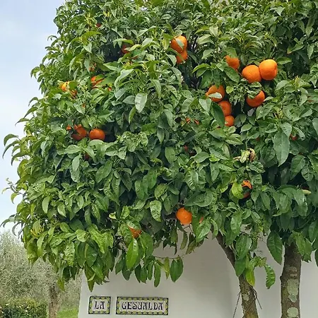 Locazione Turistica La Gesualda * Castelnuovo Magra